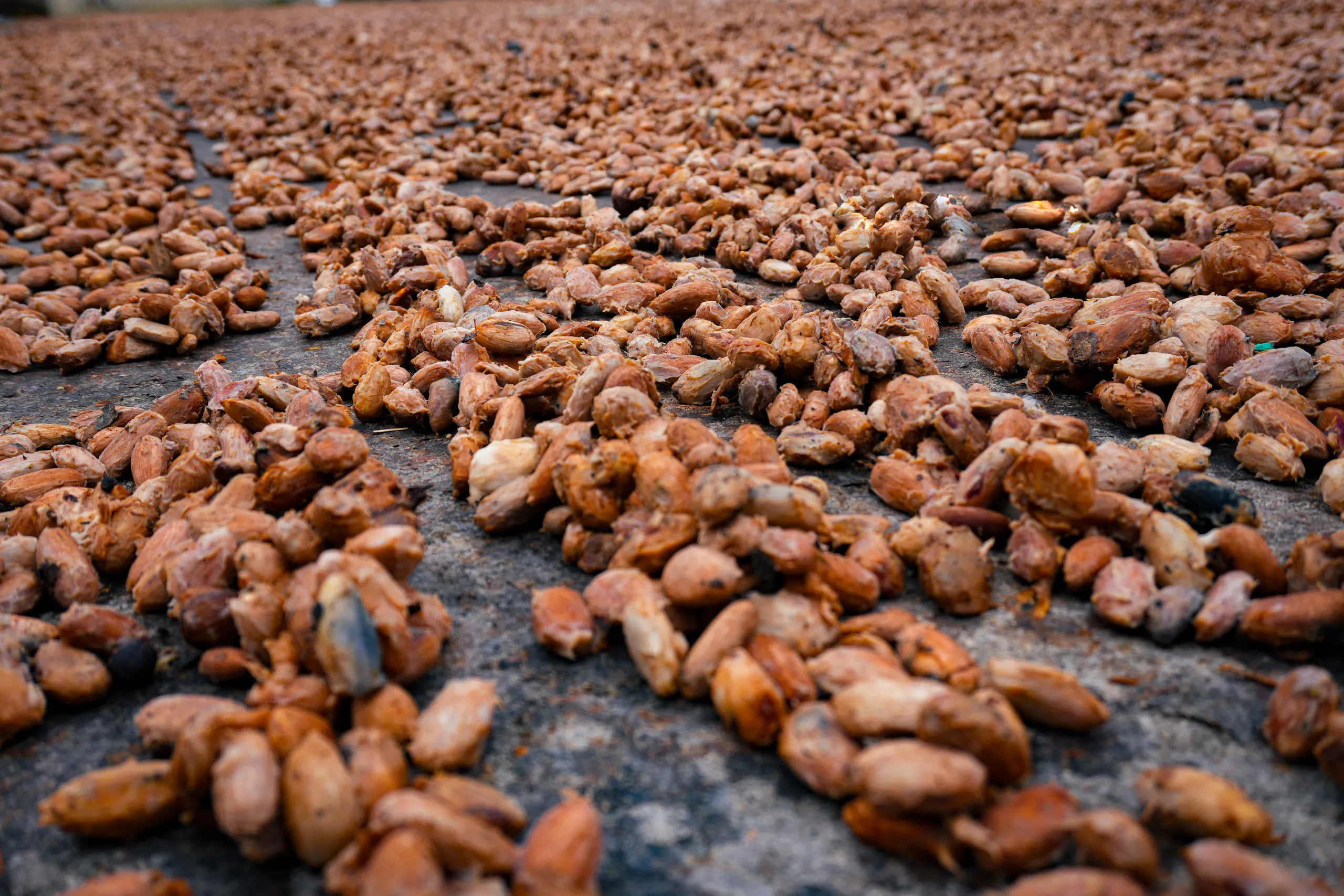 Grano seco de cacao