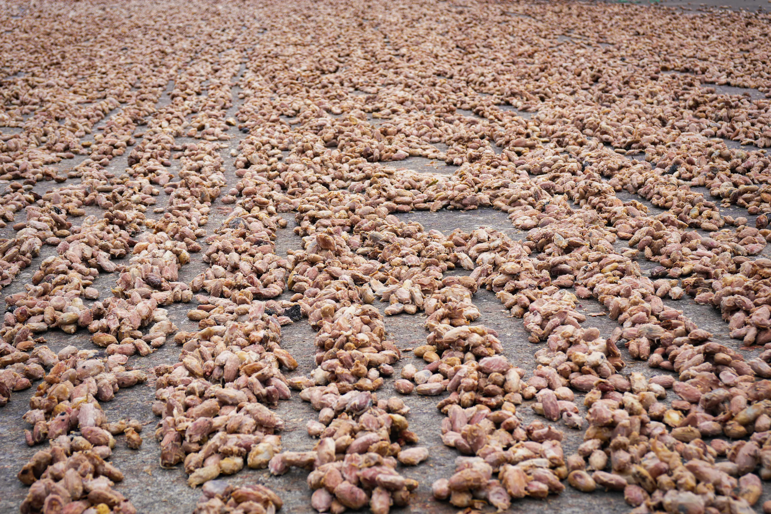 Cacao fino de aroma